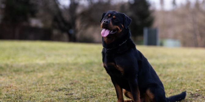 Rottweiler