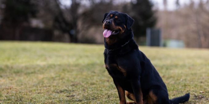 Für Rottweiler gelten im Kanton Zürich neue strenge Regeln. (Symbolbild) Rottweiler