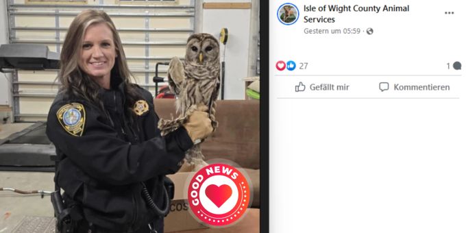 Diese Eule hatte Glück im Unglück. Eule Kühlergrill befreit LKW