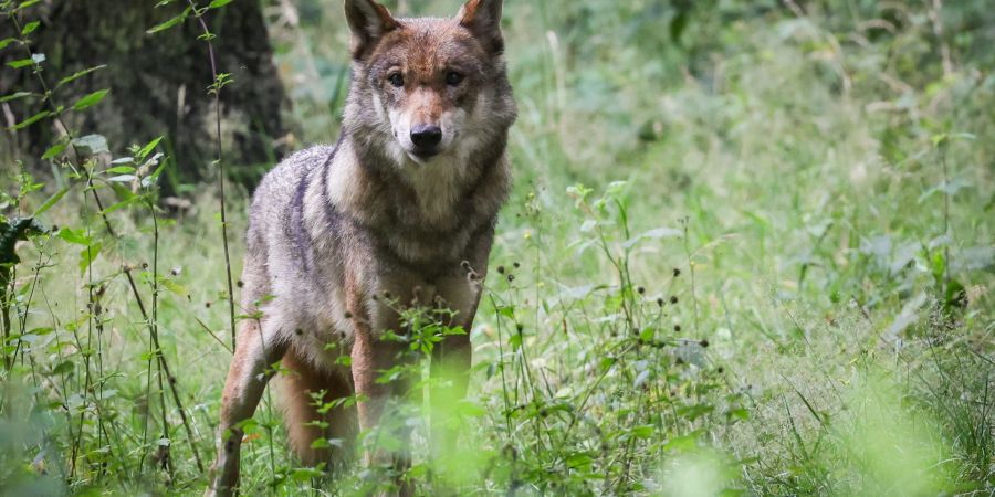 Wolfsangriff