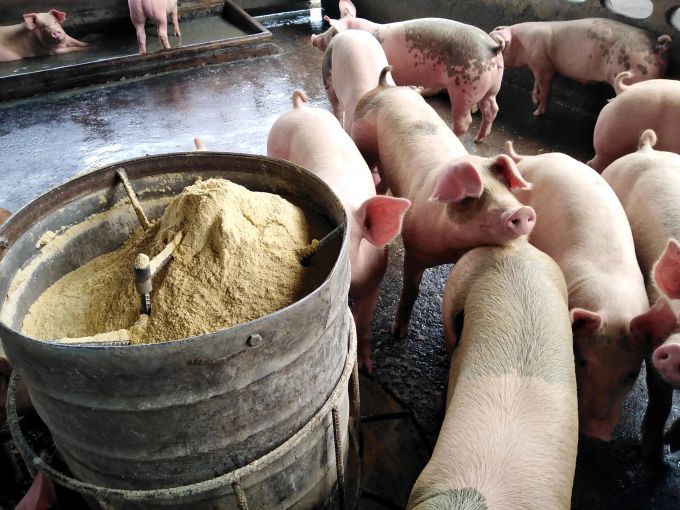 Die Werbung suggeriert eine heile Welt, die jedoch weit entfernt ist von der tatsächlichen Lebensrealität der Tiere in der industriellen Landwirtschaft. Tierhaltung Schwein