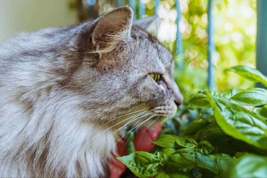 Katze riecht Basilikum