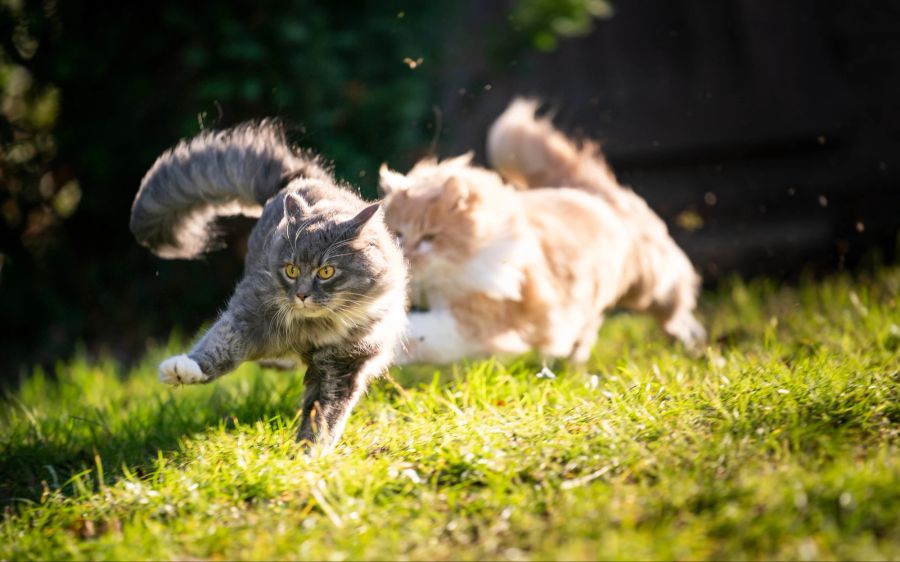 Katzen, Jagd, Kampf