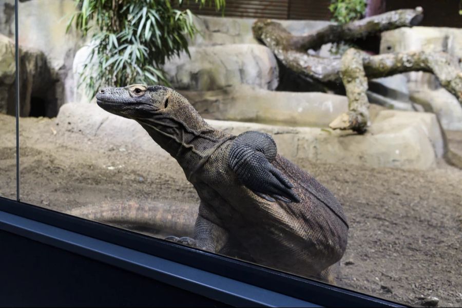 Hier kann man am einzigen Ort in der Schweiz die in Indonesien heimischen Komodowarane beobachten.