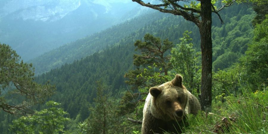 Vor drei Wochen ging eine Bärin im Trentino auf einen französischen Touristen los. Jetzt wurde sie erschossen. (Symbolfoto)