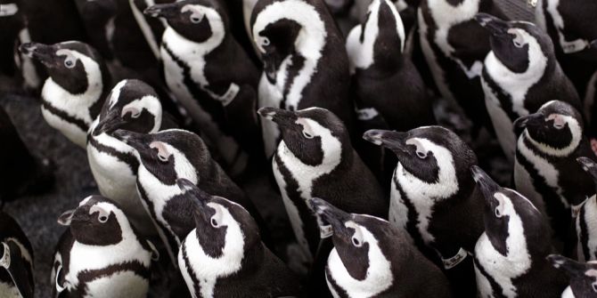 Afrikanische Pinguine