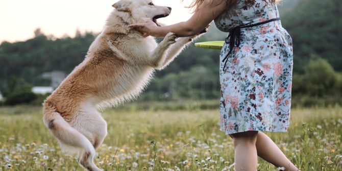 Hund springt, junge Frau auf einer Wiese