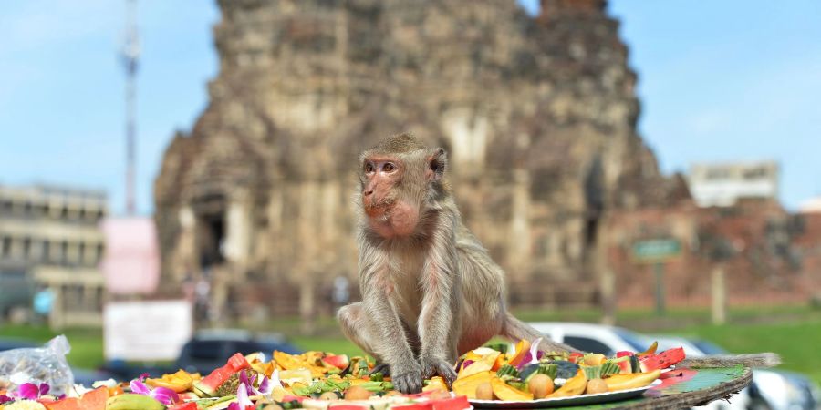 Die Affen speisen in einem alten Khmer-Tempel.