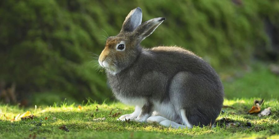 Das Sommerfell soll die Hasen schwerer sichtbar machen für Füchse, Marder, Raben und Greifvögel.