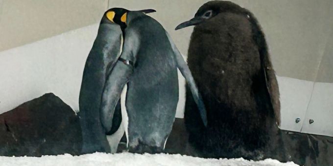 22,5 Kilo schwer - Riesiges Pinguin-Baby ist ein Social-Media-Star