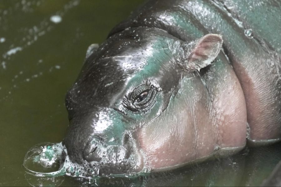 Ihr Name bedeutet so viel wie «hüpfendes Schwein».  Äusserst passend.