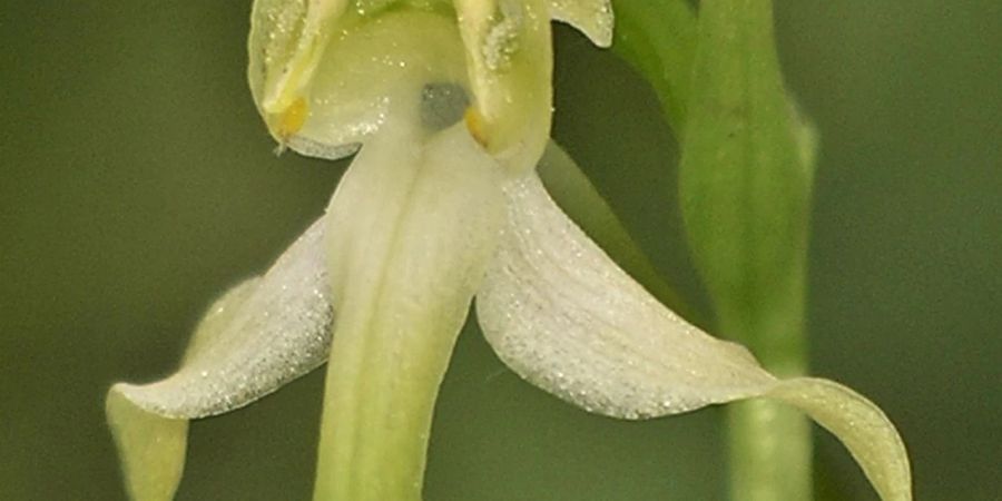 Die Orchidee des Jahres 2025 hat einen besonderen Duft.