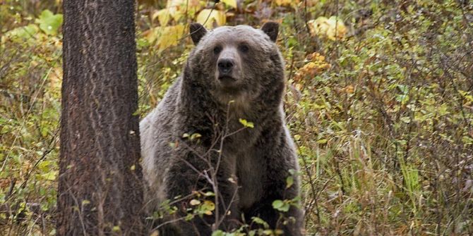 Bär