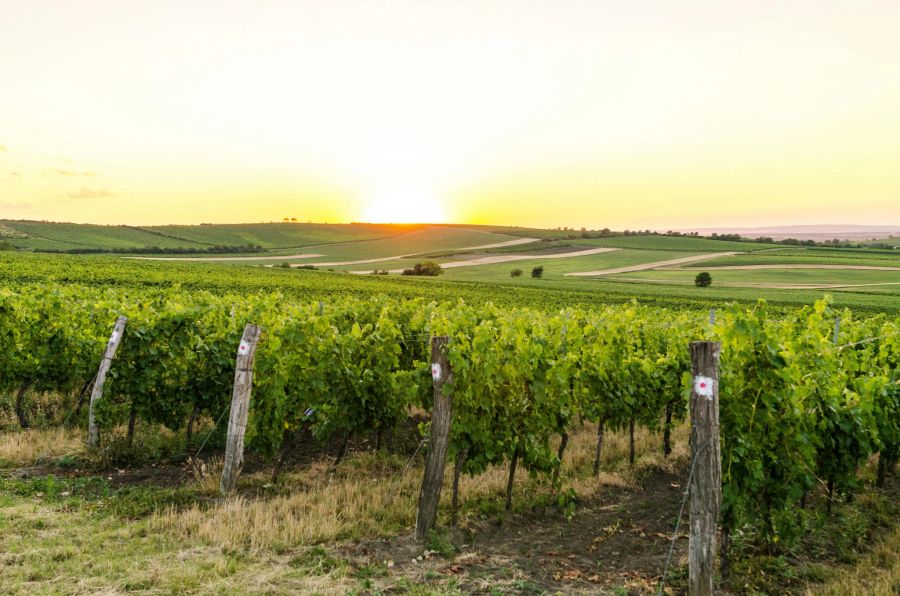 Weinreben auf Feld