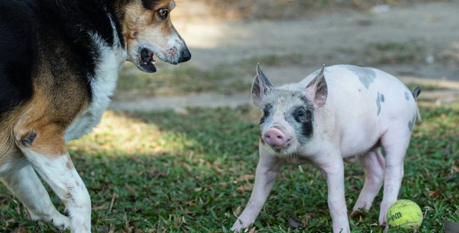 Hund und Schwein.