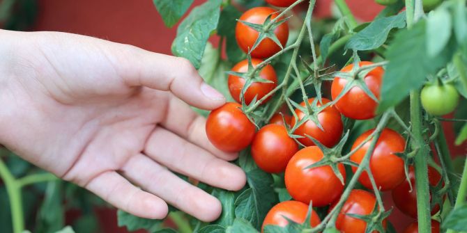 Hand greift zu frischen Tomaten