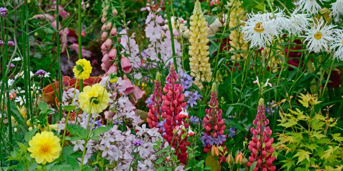 Wildblumen im Garten