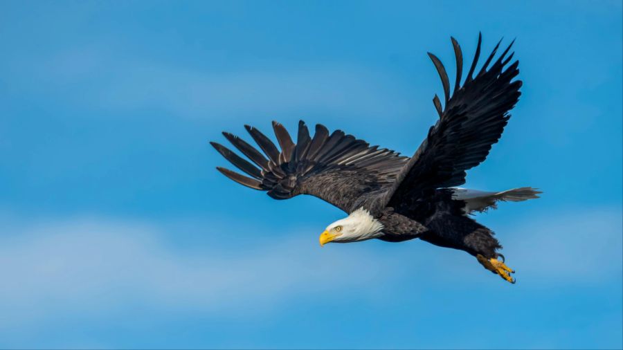 Eine neue Studie zeigt: Für Adler ist der Krieg ebenfalls ein Problem.