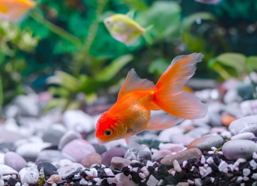 Goldfisch schwimmt in einem Aquarium.