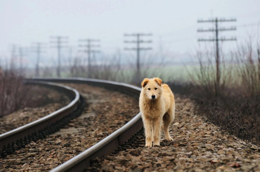 Verlorener Hund auf Schienen.