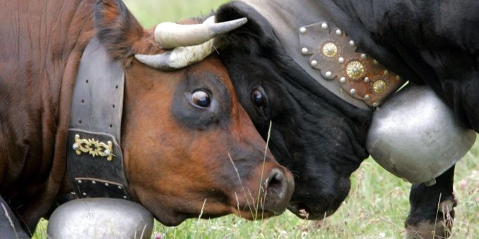 Eringer Kühe kämpfen. Tierschutz
