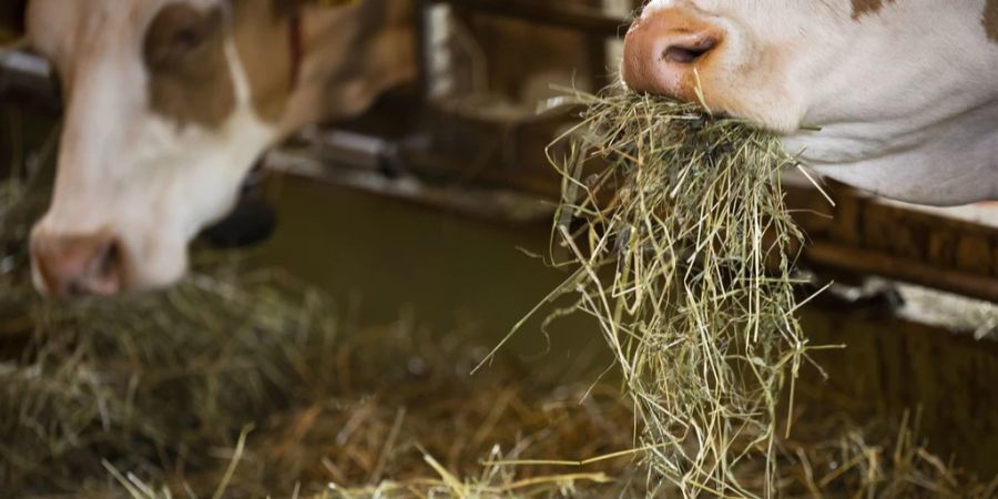 Das Problem: Manche Bauern kämpfen mit zu wenig Eiweiss im Futter, namentlich im Heu.