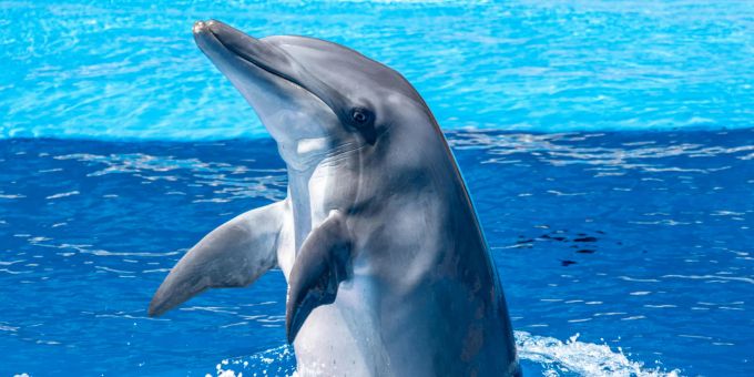 Tierschützer empört - Delfin erstickt in Zoo an Seetang-Deko