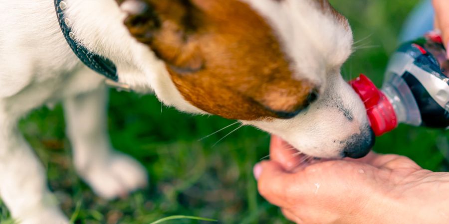 Hund bekommt Wasser