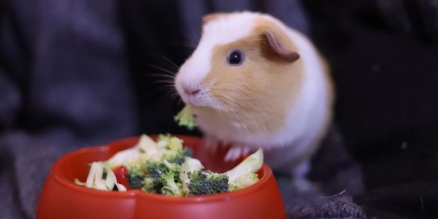 Meerschweinchen Schale Brokkoli futtert