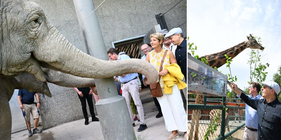 Beim Zwischenstopp im Kinderzoo Rapperswil zeigt sich Bundespräsidentin Karin Keller-Sutter beeindruckt von den Elefanten, während die «hohen Tiere» Ignazio Cassis und Albert Rösti die «anderen» hohen Tiere zu füttern versuchen.