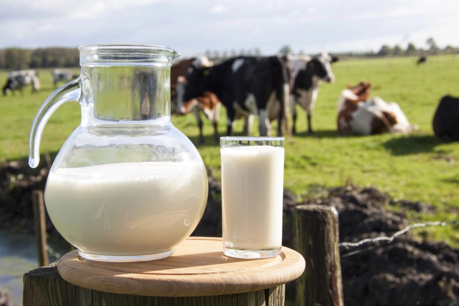 kühe und milch