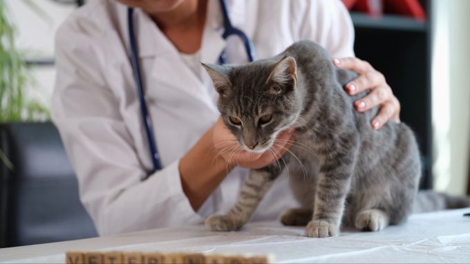 Manchmal ist ein Besuch beim Tierarzt unumgänglich, wenn der Stubentiger auffällig atmet. Katze beim Tierarzt