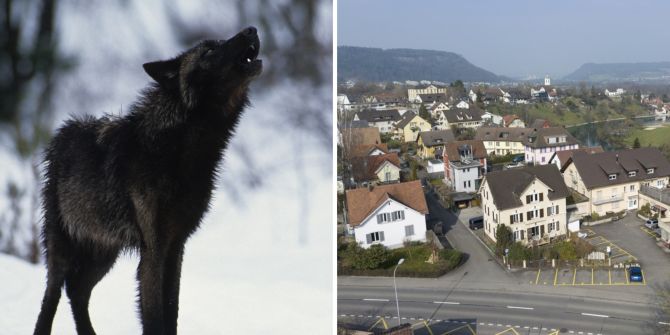 Wolf Hund Wohnung gehalten