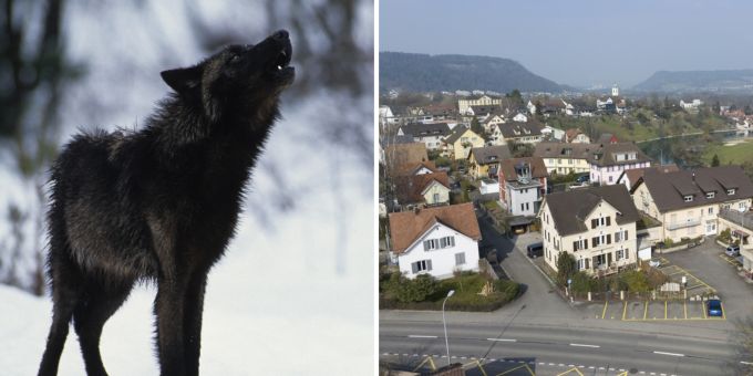 Die Hybrid-Wölfin Aska wurde in der Wohnung einer Aargauer Gemeinde gehalten. (Symbolbild) Wolf Hund Wohnung gehalten