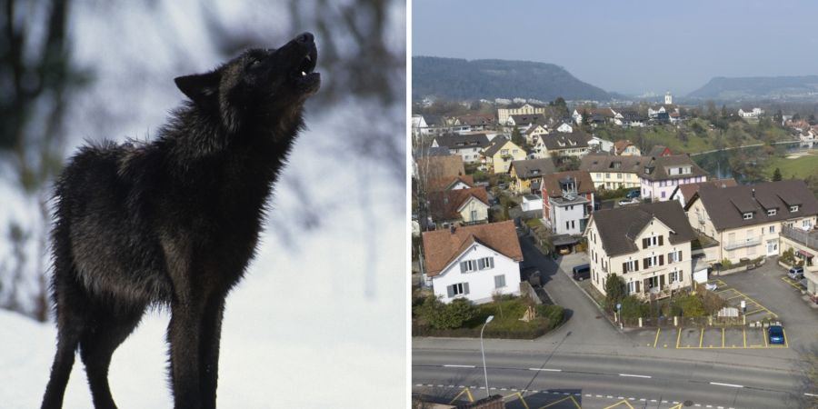 Wolf Hund Wohnung gehalten