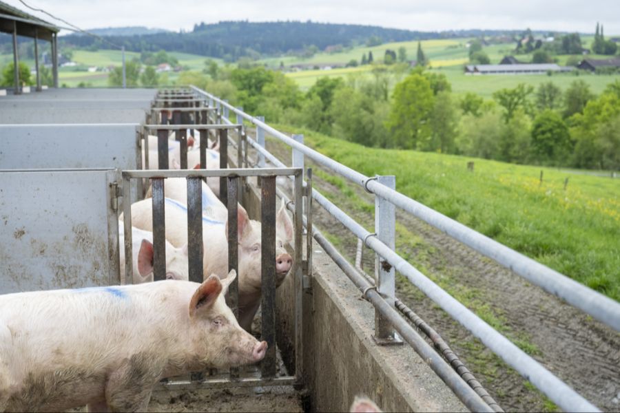 Lebensmittel Tierhaltung Schweine