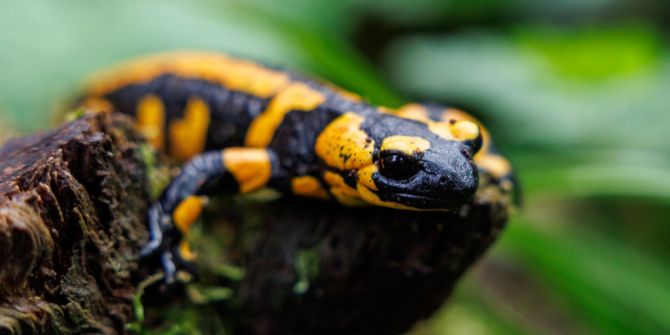 Feuersalamander