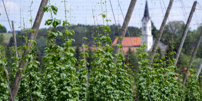 Anbaugebiet für Hopfen