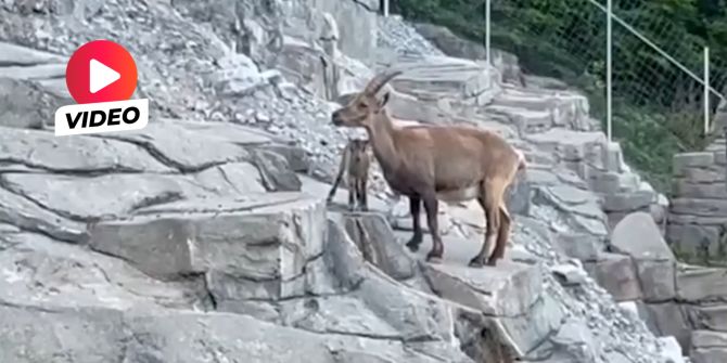 Tierpark Bern Steinböckli
