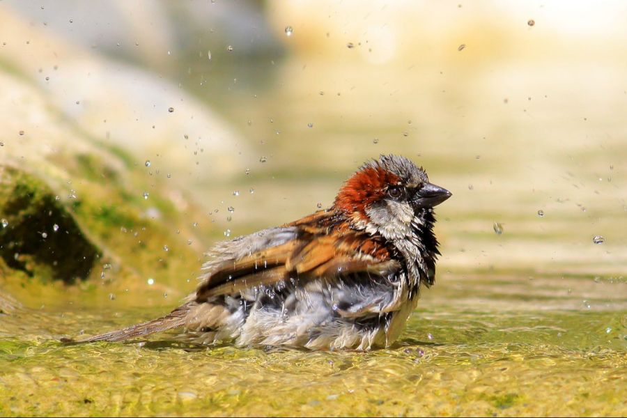 Vogeltränke