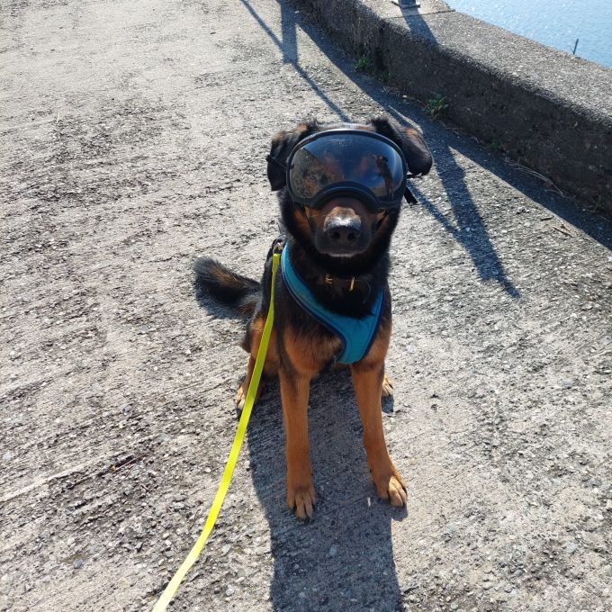 Jaro stört die Brille nicht, weil er behutsam daran gewöhnt wurde. hund sonnenbrille hundebrille