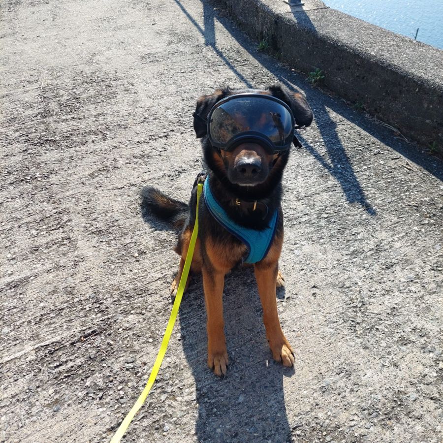 hund sonnenbrille hundebrille