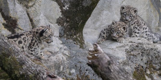 Schneeleoparden Zoo Zürich
