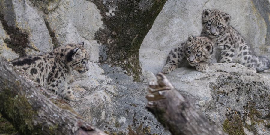 Schneeleoparden Zoo Zürich