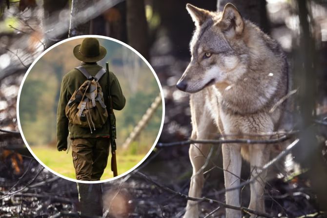 Jäger Wolf Schwyz