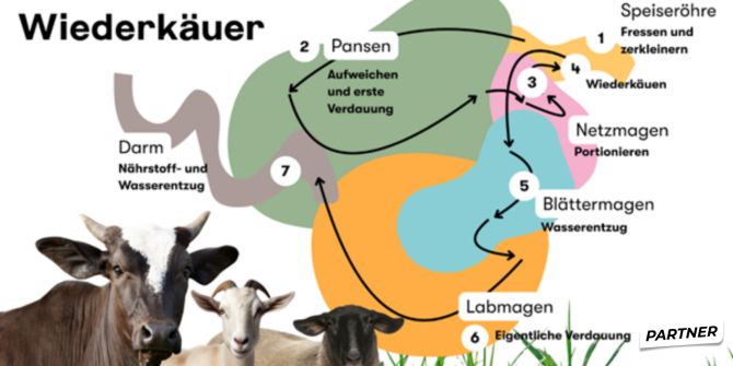 Wiederkäuer