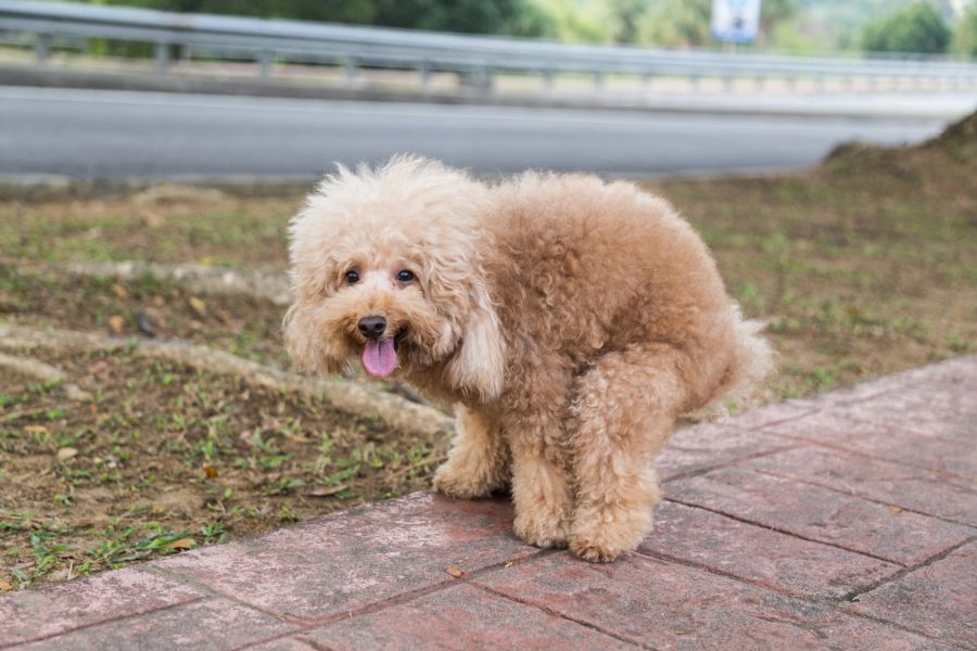 hund verstopfungw a stun anzeichen symptome
