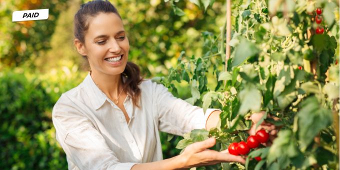 Reiche Ernte! - Tomaten pflegen – mit diesen Profi-Tipps gelingt’s