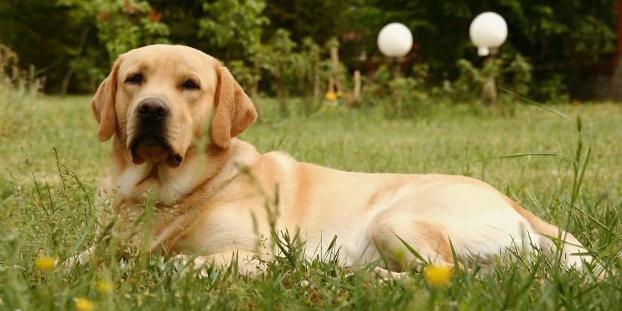 Labrador in Wiese