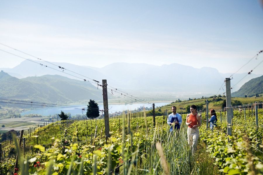 Wein Reben See Bergpanorama